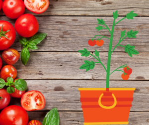 O paradižniku in kako ga imamo radi….